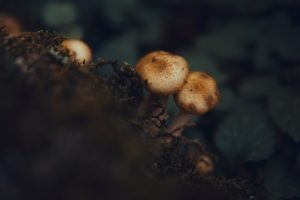 Mirtilli e funghi (raccolta) -