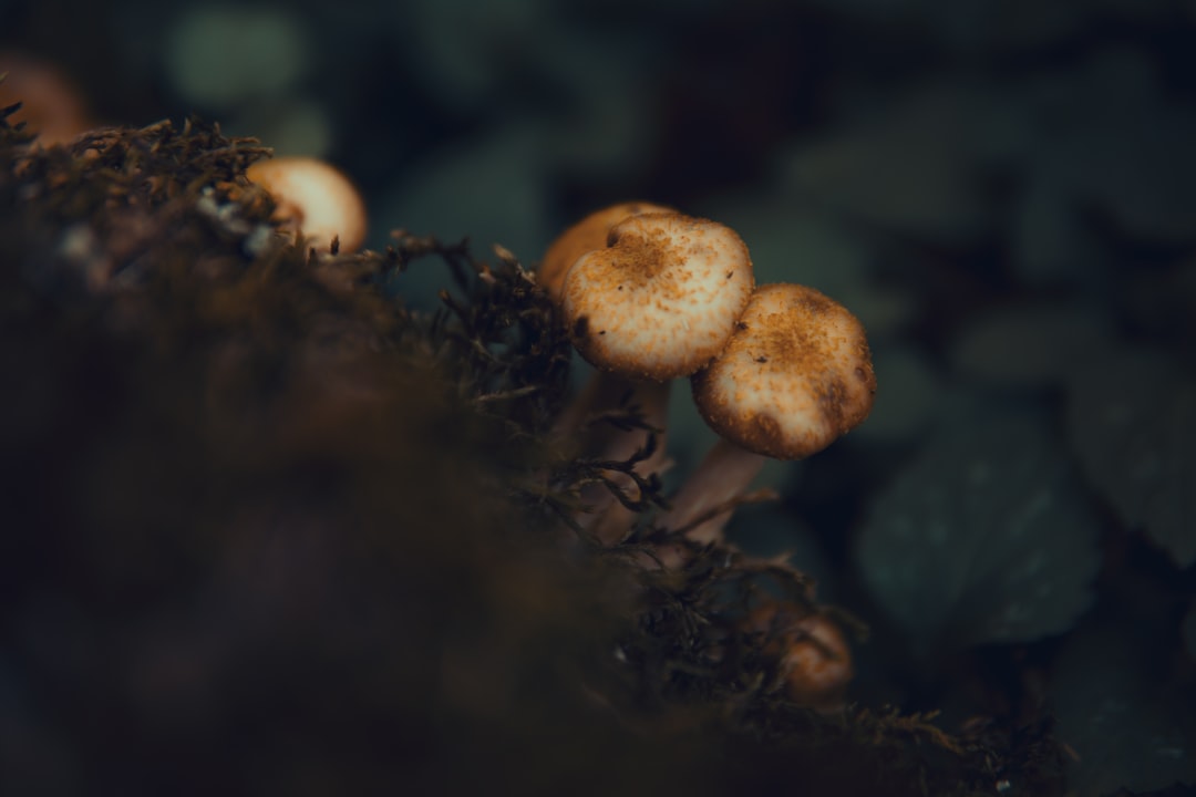 Mirtilli e funghi (raccolta) -