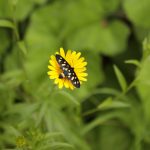 Montereale Valcellina - Montereale Valcellina