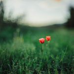 Montevarchi - Montevarchi