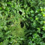 Monteverde - Monteverde