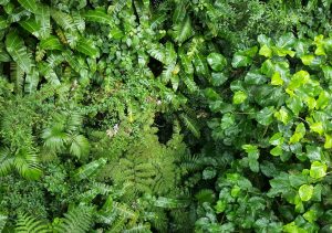 Monteverde - Monteverde