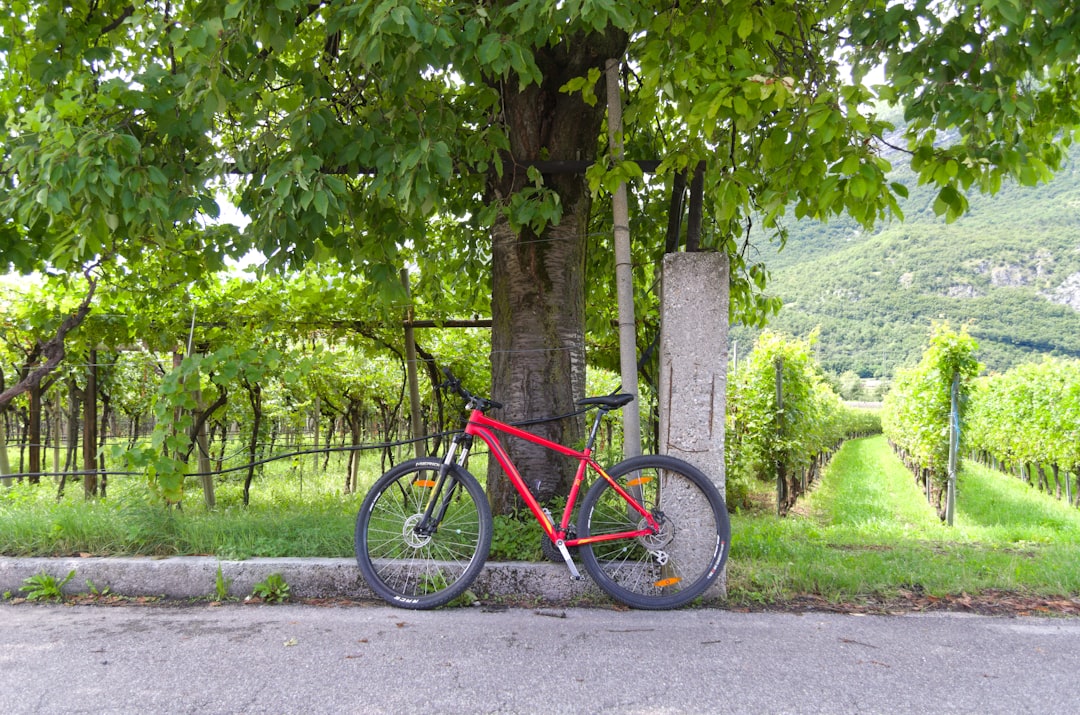 Mountain bike (piste ciclabili, bike park di Pila) -