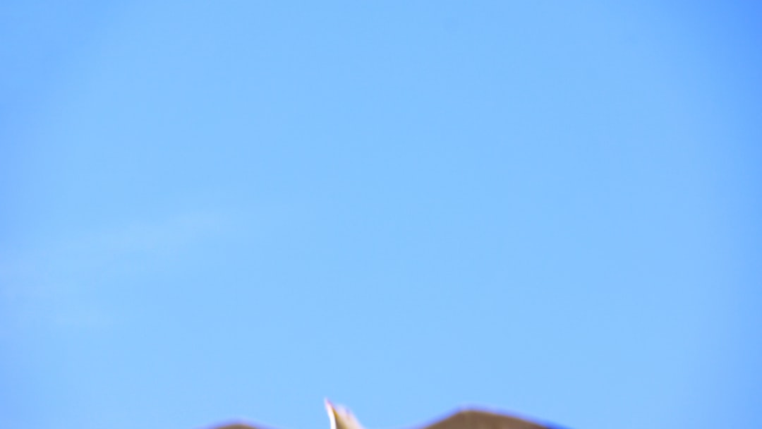 Olmo Gentile - Olmo Gentile