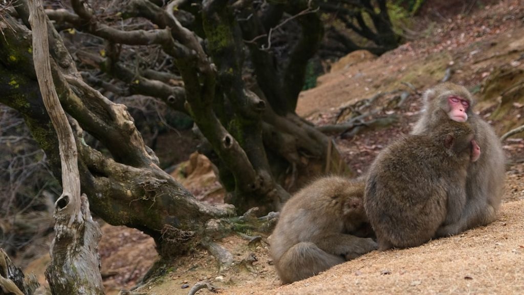 Osservazione fauna (stambecco, camoscio, marmotta, aquila nel Parco Gran Paradiso) -