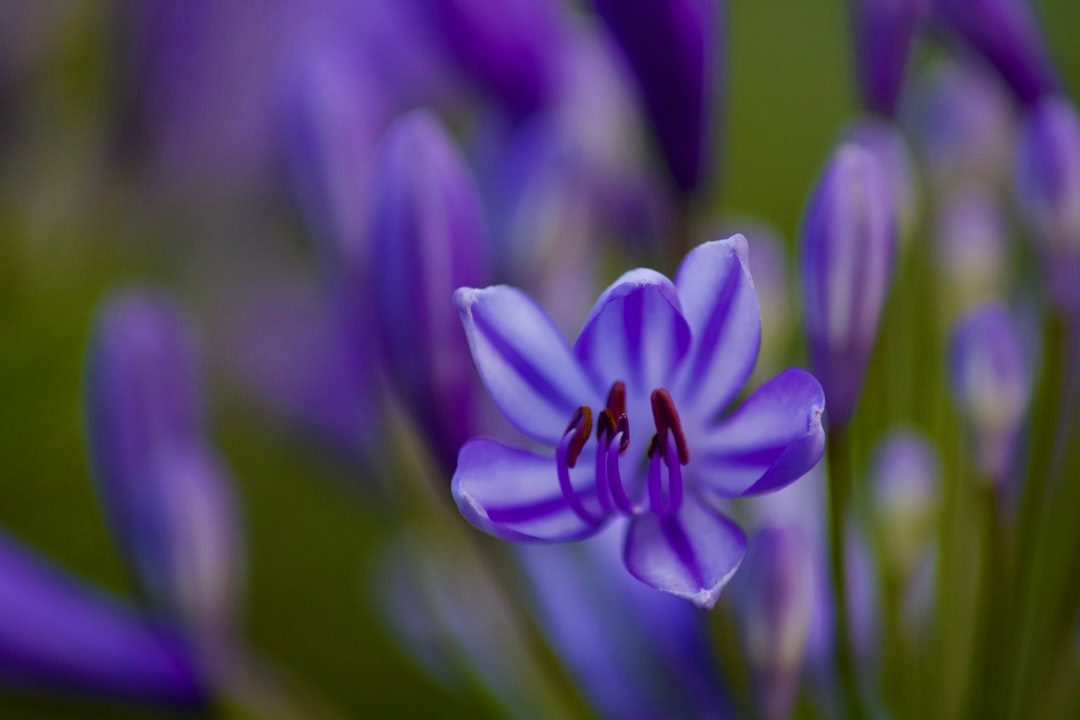 Padenghe sul Garda - Padenghe sul Garda