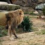 Palio del Velluto a Leonessa: Sfilate in Costume e Gare -