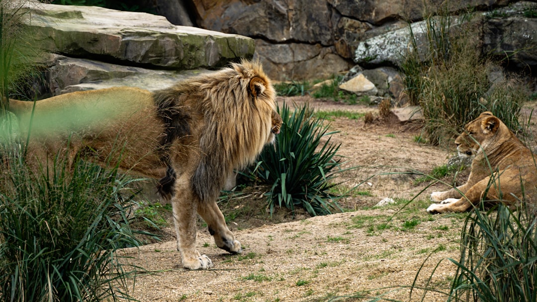 Palio del Velluto a Leonessa: Sfilate in Costume e Gare -