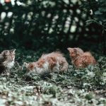 Palio delle Contrade di Gattinara -