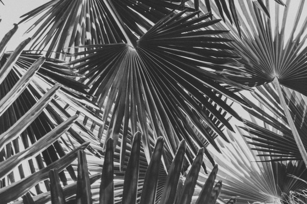 Palmas Arborea - Palmas Arborea