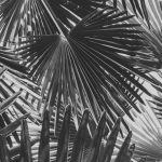 Palmas Arborea - Palmas Arborea