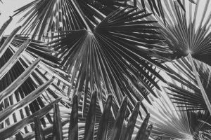 Palmas Arborea - Palmas Arborea