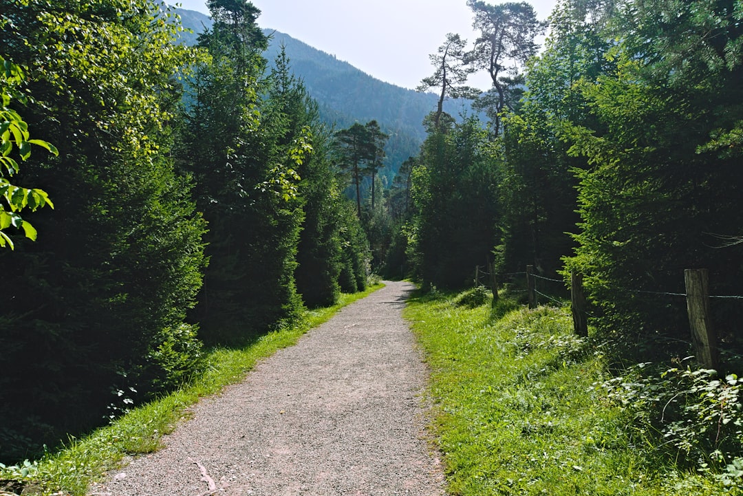 Percorso a piedi sulla Via Verde della Val Brembana (ex ferrovia). -