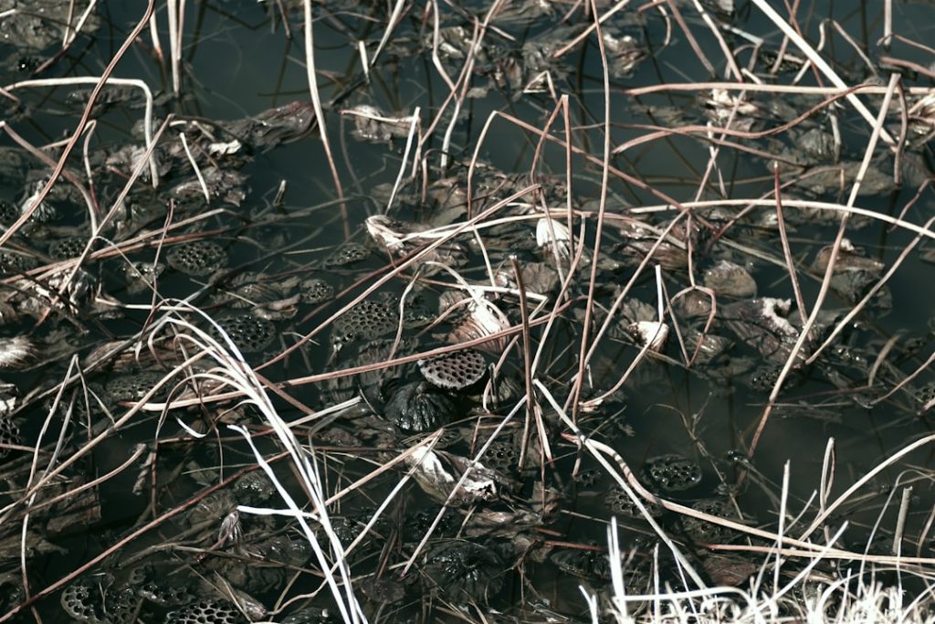 Petritoli - Petritoli