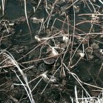 Petritoli - Petritoli