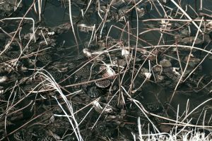 Petritoli - Petritoli