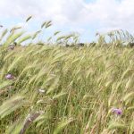 Poggiardo - Poggiardo