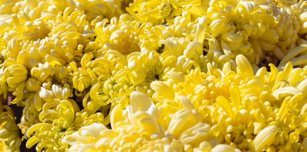 Polenta (bianca o gialla) -