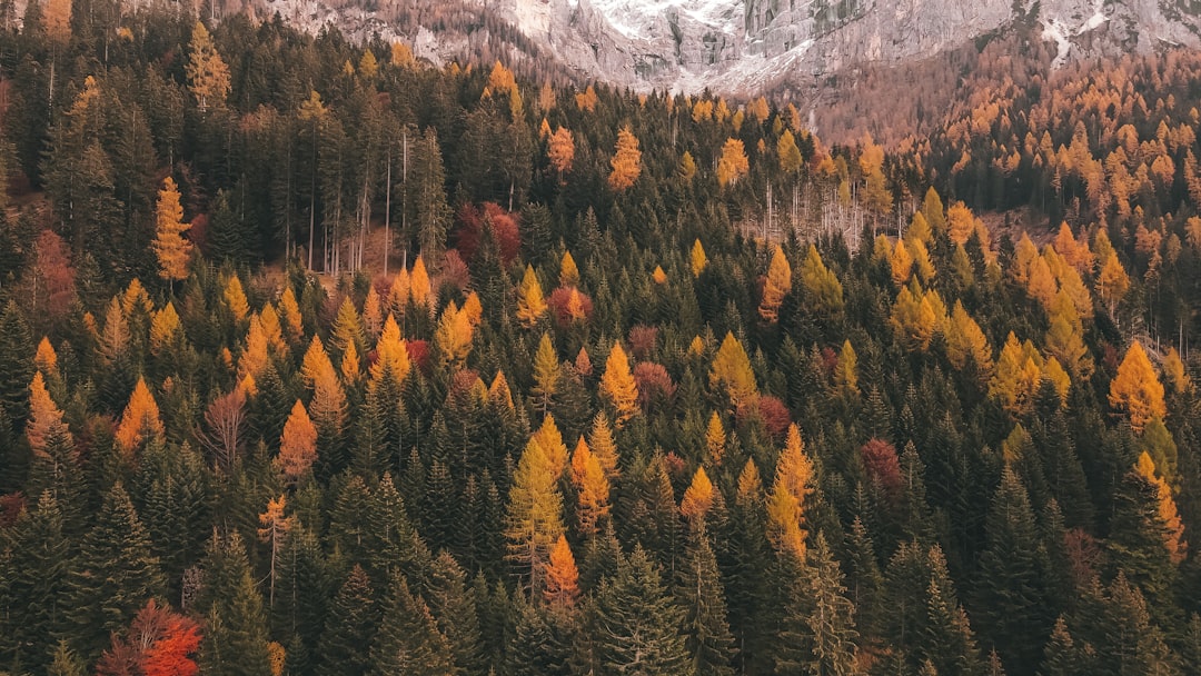 Primiero San Martino di Castrozza - Primiero San Martino di Castrozza