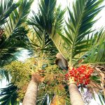 Processione della Varia di Palmi -