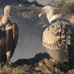 Rionero in Vulture - Rionero in Vulture