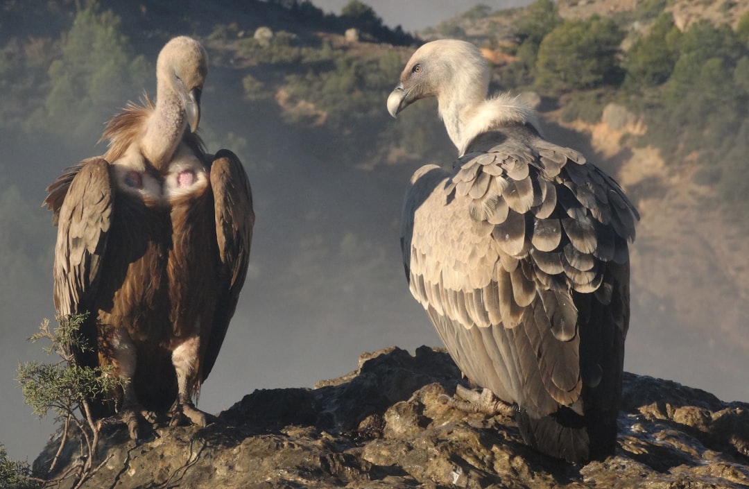 Rionero in Vulture - Rionero in Vulture