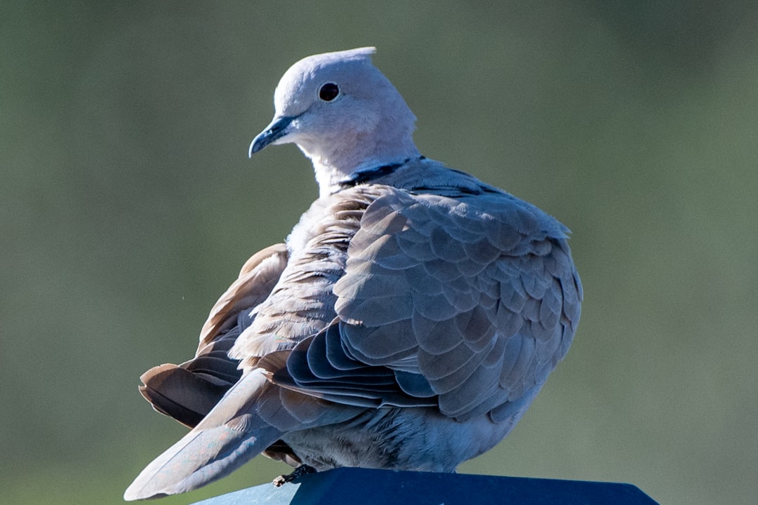 Riserva Naturale Orientata Monte Uccellina - Grosseto - Riserva Naturale Orientata Monte Uccellina - Grosseto