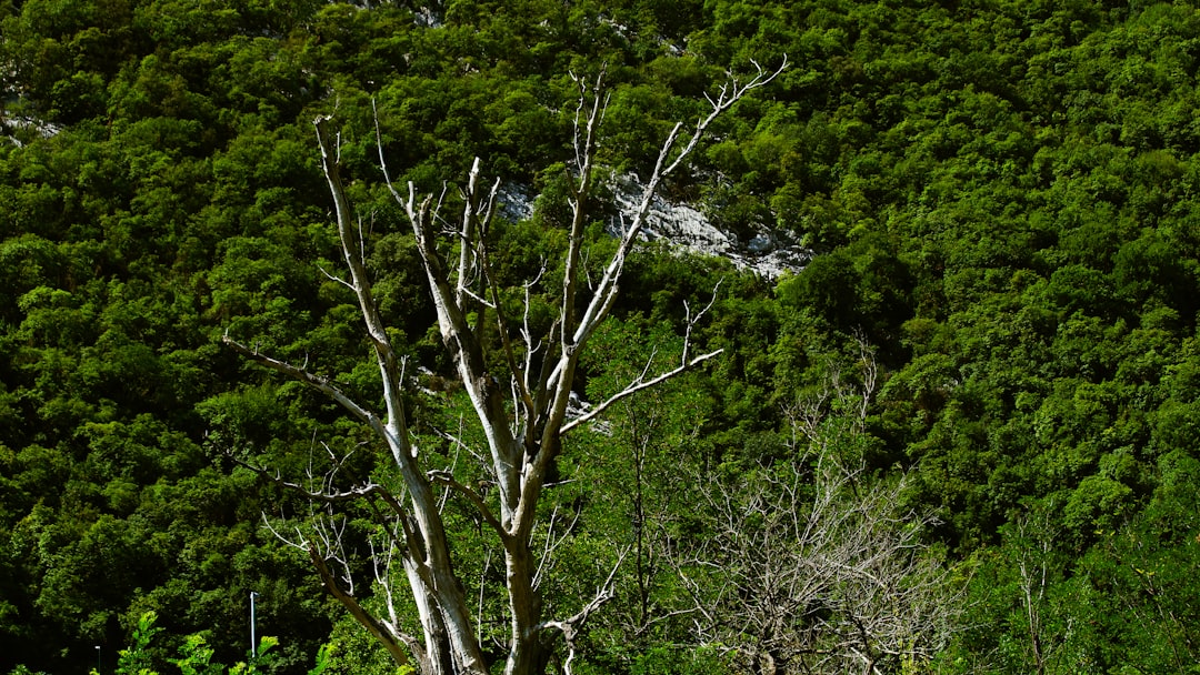 Riserva Naturale Orientata Palata Menasciutto - Mantova - Riserva Naturale Orientata Palata Menasciutto - Mantova