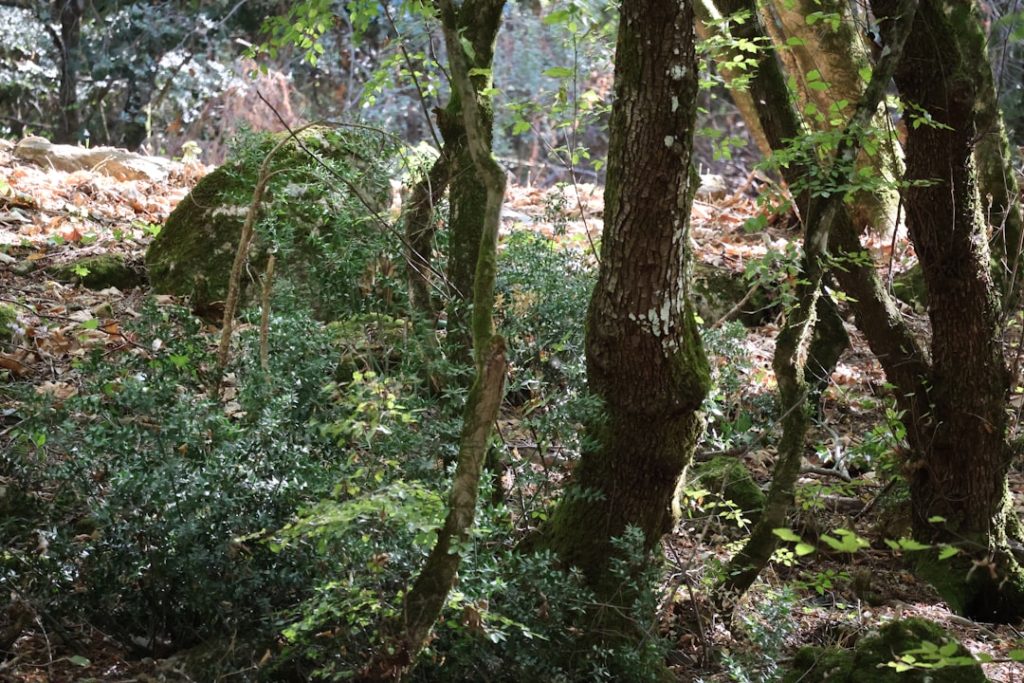 Riserva Naturale Orientata Sasso Malascarpa - Como - Riserva Naturale Orientata Sasso Malascarpa - Como