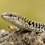 Roccasecca - Roccasecca