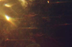 Sacca degli Scardovari -