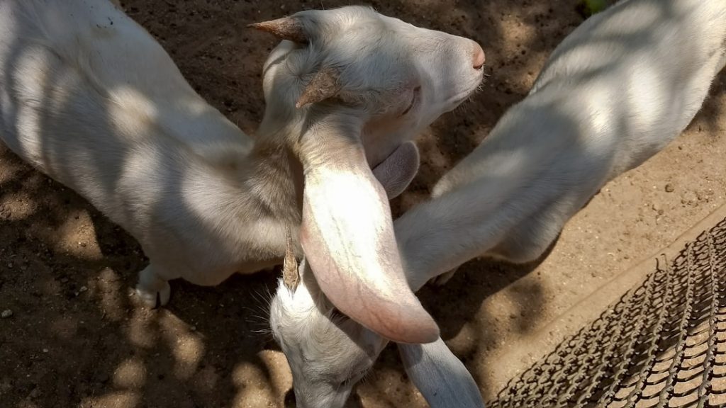 Sagra del Bottarga di Cabras -