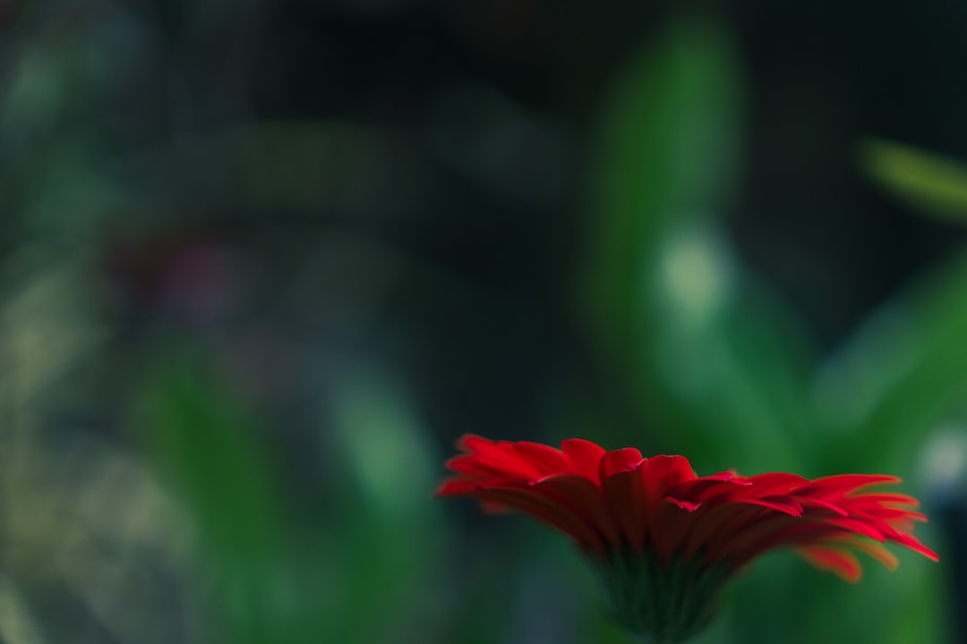 Sagra della Cipolla Rossa di Tropea - Vibo Valentia (luglio) -