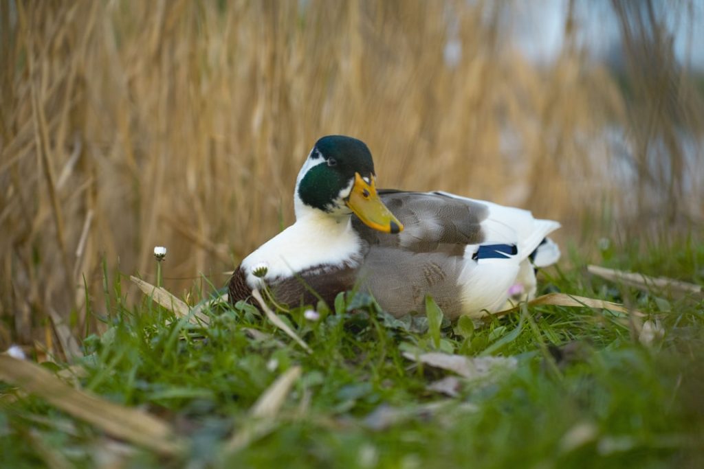 Sant'Elena - Sant'Elena