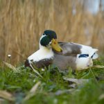 Sant'Elena - Sant'Elena