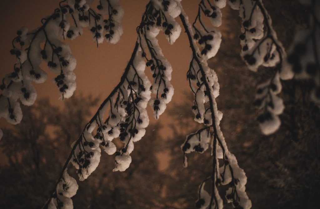 Schiacciata alla Fiorentina (carnevale) -