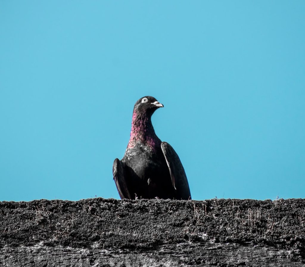 Strada dei Vini del Vulture -