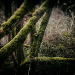 Tolentino - Tolentino