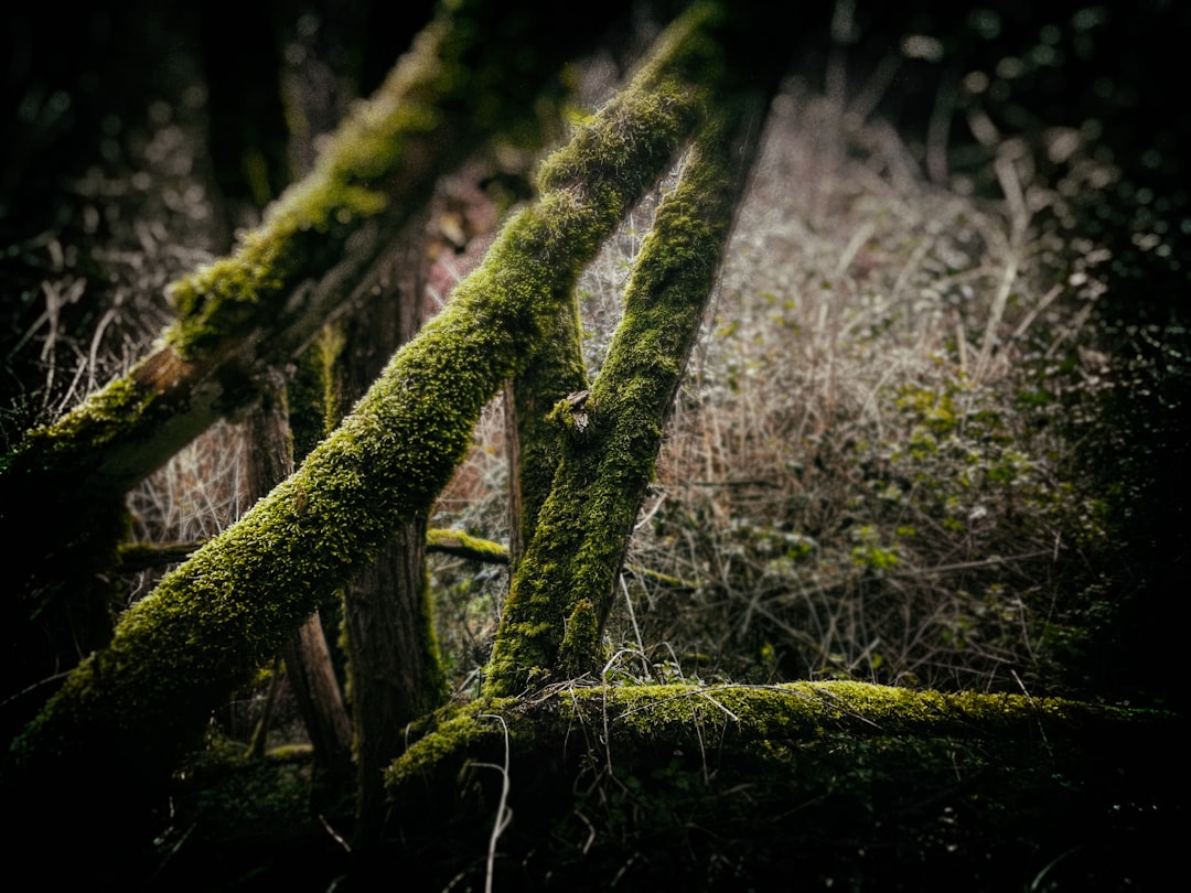 Tolentino - Tolentino