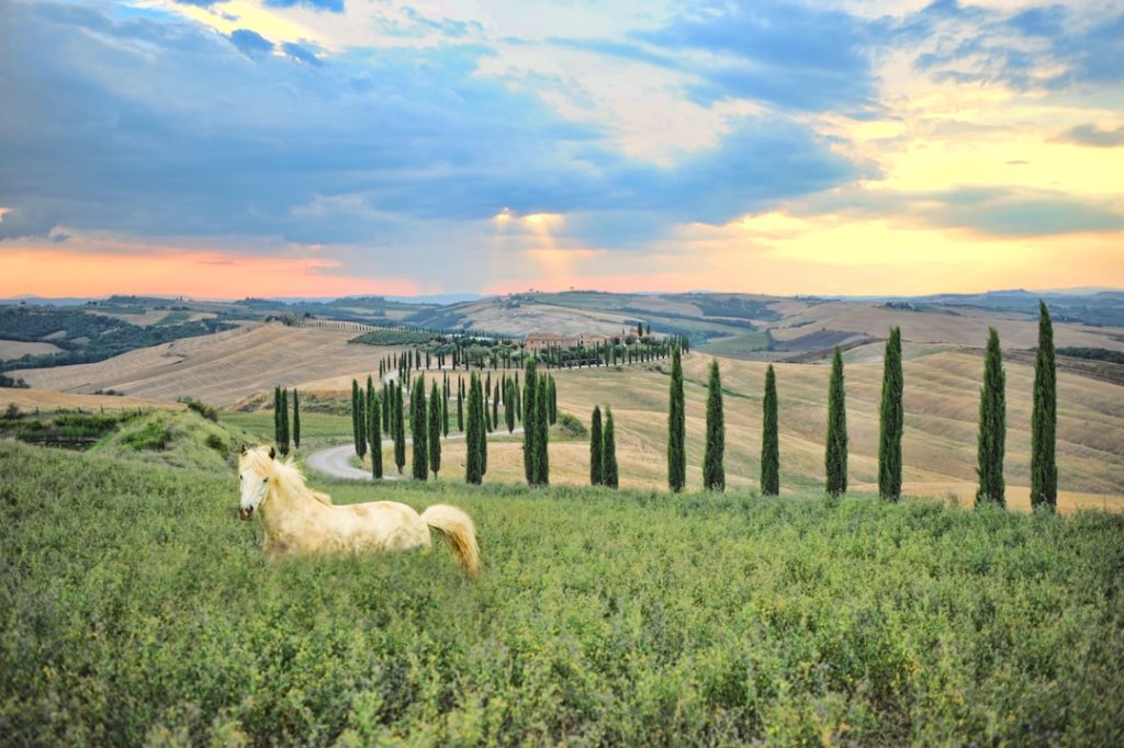 Toscana: Il paesaggio perfetto: cipressi, arte e vigneti nel cuore d'Italia. - Italia