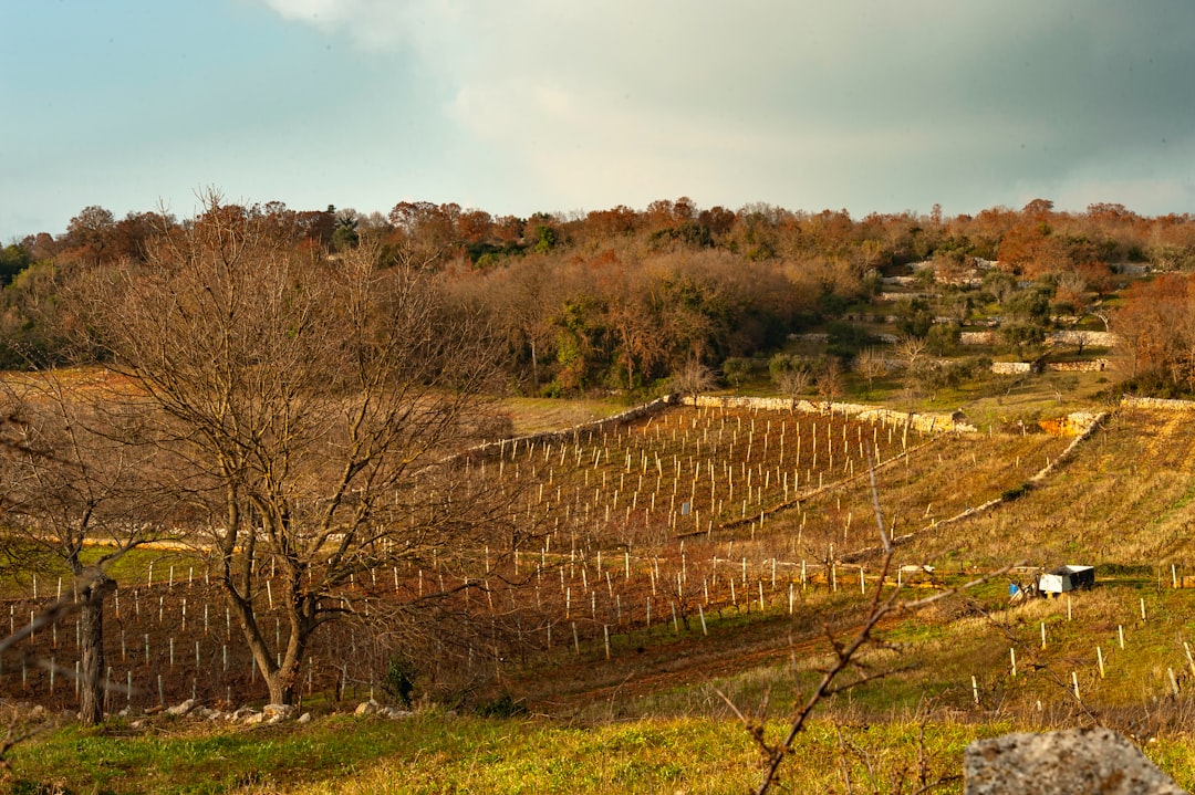 Tour dei frantoi ipogei della Valle d'Itria: storia e tecniche di produzione antiche. -