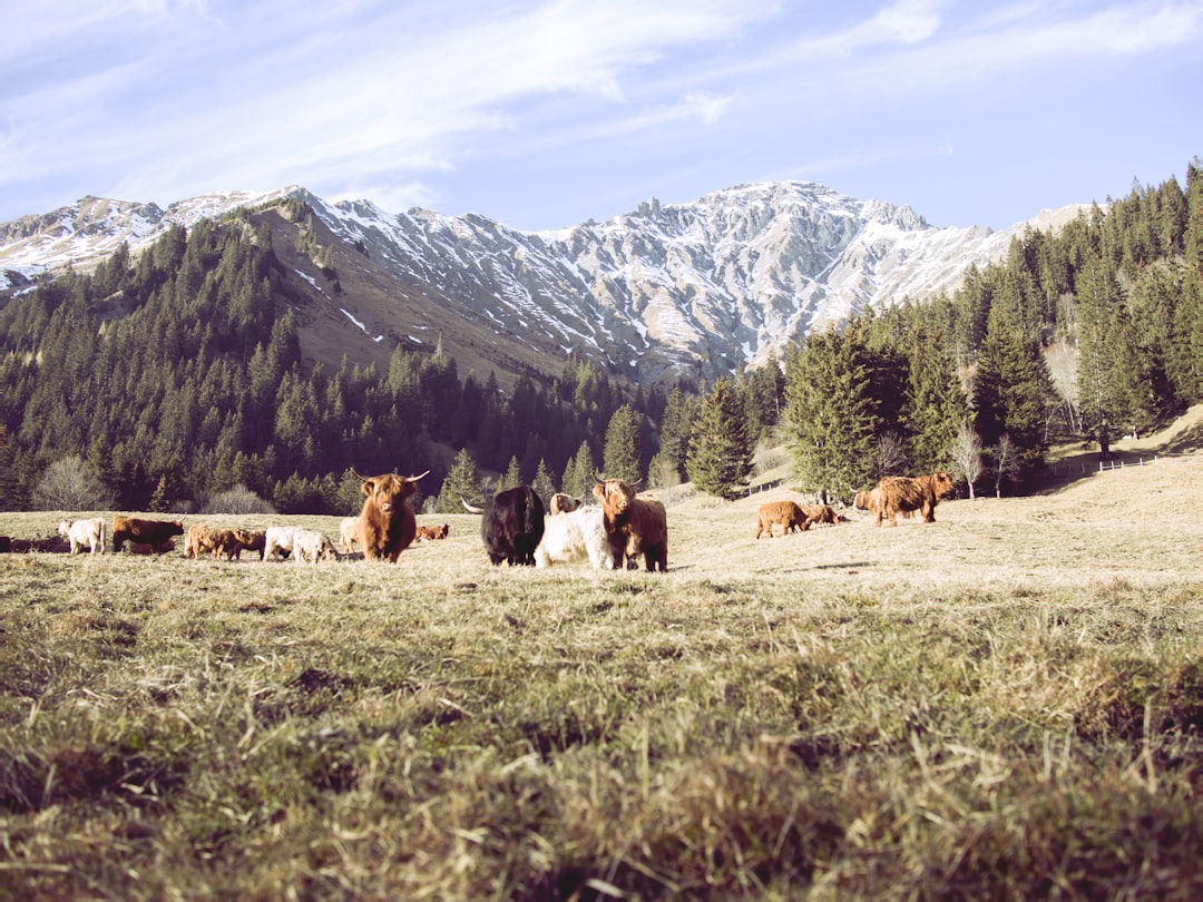 Transhumance (trasferimento bestiame in alta quota, primavera/autunno) -