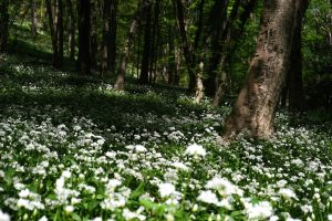 Val Brembilla - Val Brembilla