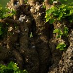 Valdobbiadene - Valdobbiadene