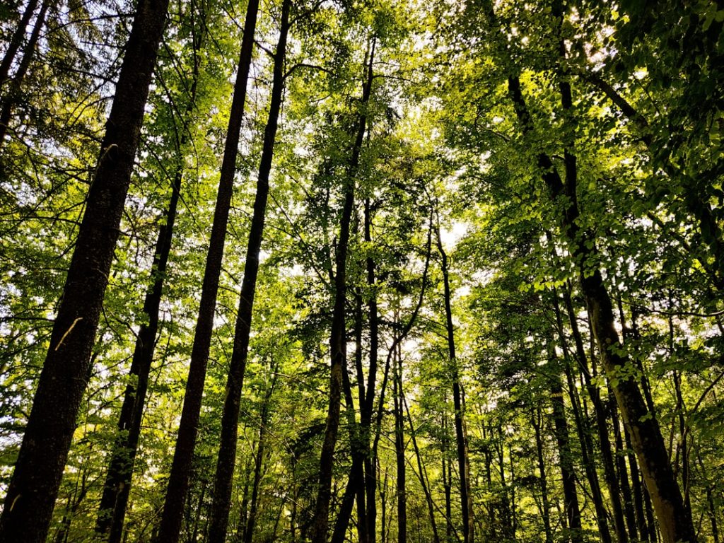 Valgoglio - Valgoglio