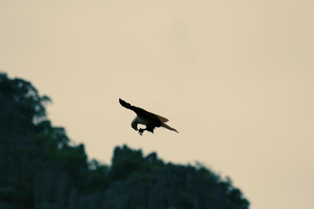 Varisella - Varisella