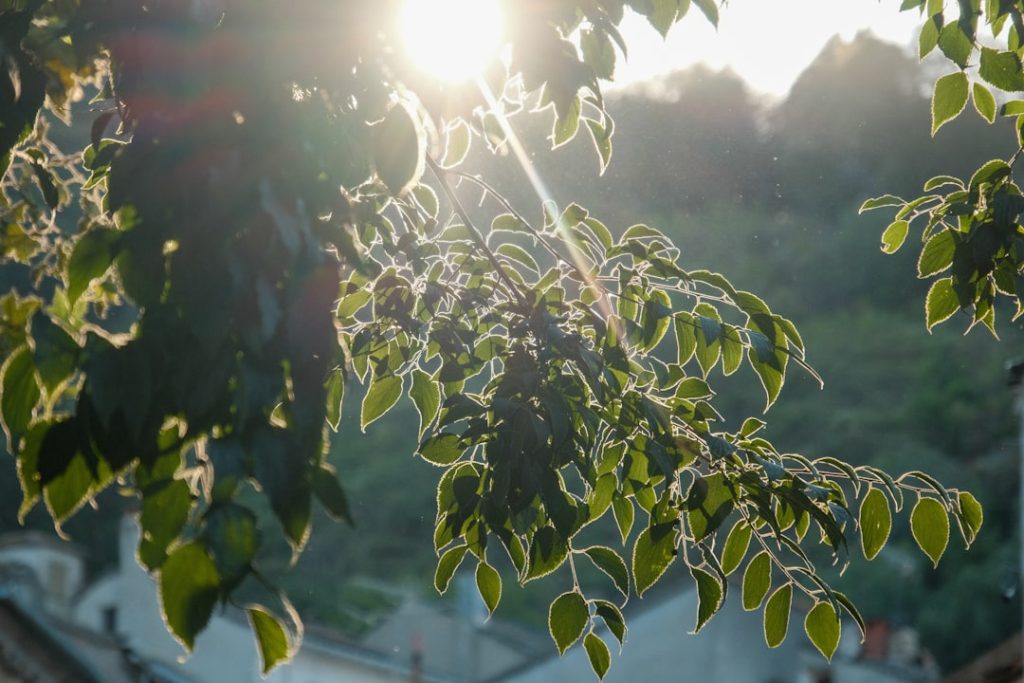 Vescovato - Vescovato