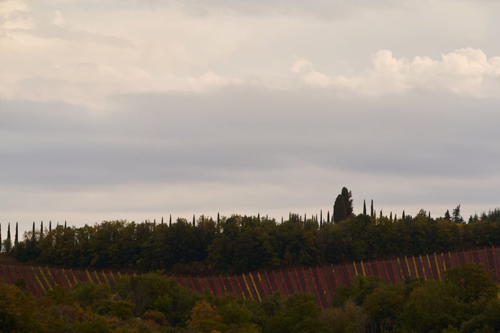 Vulture, zona dei vini Aglianico -