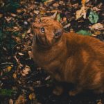 Zola Predosa - Zola Predosa